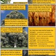The Miraculous Melaleucas Comic!