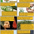 The Alluring Aloes Comic