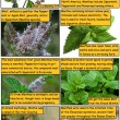 Mint Comic