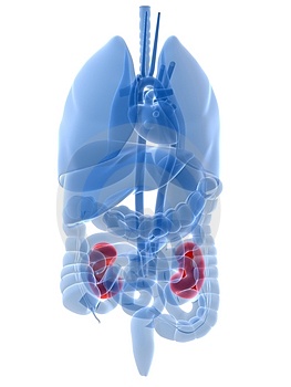 Translucent Picture of the Kidneys inside the Human Body
