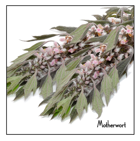Motherwort herb - so beautiful