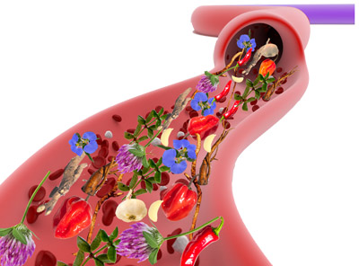 blood and lymph system with herbs