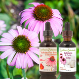 Echinacea