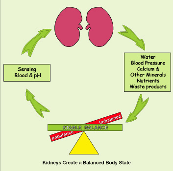 Kidneys create a balanced body state