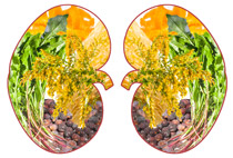Kidney with herbs illustrations
