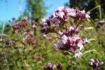 Oregano Flowers (Origanum vulgare)