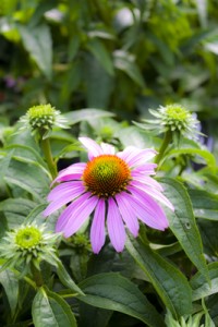 Echinacea