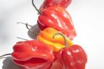 habanero peppers-southern botanicals