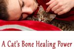 cat's bone healing power