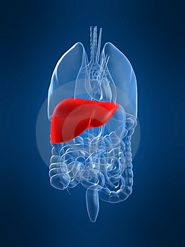 liver