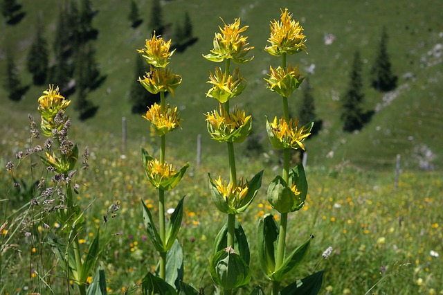 Bitter-herb-Gentian