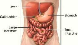 Liver and digestive organs