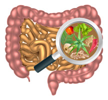 intestines with herb filled magnifying glass