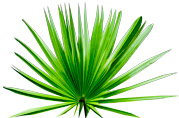 saw-palmetto