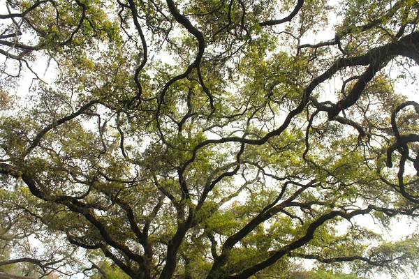 Live oak tree limbs tangled overhead