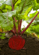 Beet Root with leaves
